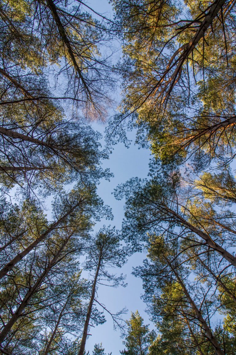 Furutrær i skogen med blå himmel i bakgrunnen. Foto
