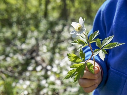 Bilde av en hånd som holder en blomst med hvite kronblader, ufokusert bakgrunn