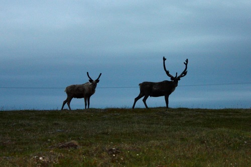 To reinsdyr står på en vidde